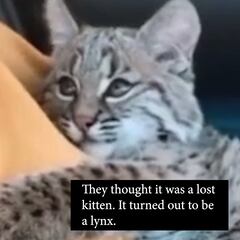 The viral video of a kitten that turned out to be a lynx