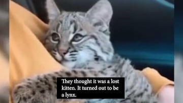 A video is going viral on social media of a kitten that someone rescued, treating it as a domestic cat, only to surprisingly find out that it was a wildcat.