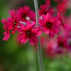 Does this surprising ingredient lead to healthier, more colorful plants and flowers?