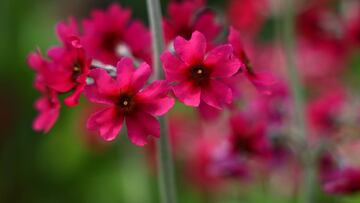 Within the garden community, there appears to be disagreement on the benefits of Epsom salt, a mineral more commonly associated with bath salts.