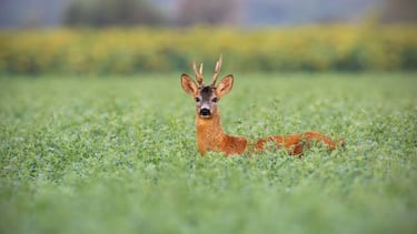 ¿Cómo afecta el coronavirus a la caza?