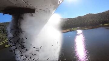 'Bombardeo' de peces: la novedosa técnica para repoblar lagos