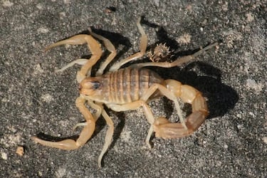 El animal que estaba antes de los dinosaurios y que puede sobrevivir con una comida al año