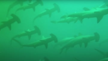 Decenas de tiburones martillo nadando en Fish Rock Cave, cerca de la costa de South West Rocks, New South Wales, Australia, el 14 de enero del 2021.