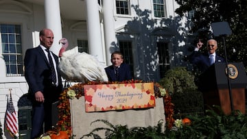 Conoce cuál será el destino de Peach y Blossom, los dos pavos que serán indultados este año por el presidente Joe Biden.