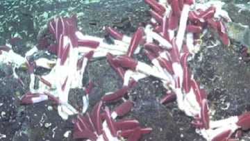 Asombro de los científicos al topar con una inesperada especie “gigante” oculta bajo el lecho oceánico