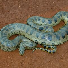 Atropellan a una anaconda embarazada y sus 40 crías quedan esparcidas por la carretera