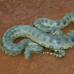 She thought it was a log: It turned out to be a huge 20-foot snake blocking the road