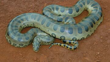 Anaconda verde