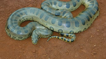 Anaconda verde