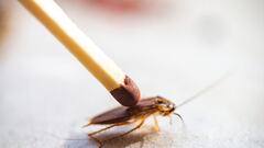 Matando cucaracha con fósforo