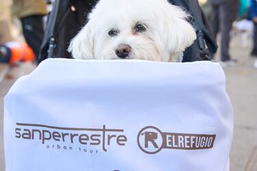 La San Perrestre 2023 se celebra con el objetivo de luchar contra el abandono y el maltrato de animales gracias al dinero recaudado con las inscripciones. La San Perrestre consiste en un tour por el centro histórico de Madrid al que asisten los participantes y sus perros. Además, se dan las ‘can panadas’, en las que las mascotas comen 12 bolas de pienso.