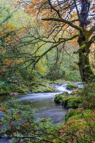 Los 6 bosques m¨¢s impresionantes de Espa?a para visitar en los meses de oto?o
