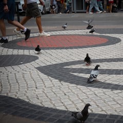 Los motivos por los que no debes dar de comer a las palomas