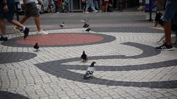 Los motivos por los que no debes dar de comer a las palomas