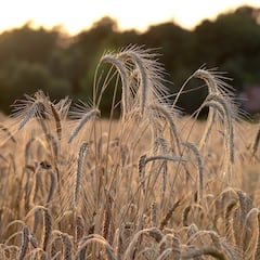 La ONU advierte de un “apocalipsis alimentario”: los productos que podrían desaparecer en 2050