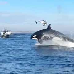 Una buceadora graba a una orca lanzando por los aires a un delfín