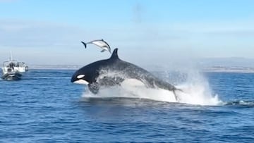 Una orca golpea a un delfín con la cabeza en una maniobra de caza frente a la costa de San Diego, California.