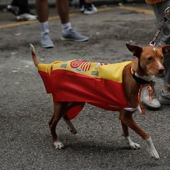 Si le pones a tu perro un collar con una bandera de tu país, la psicología dice que probablemente tienes estos cuatro rasgos comunes