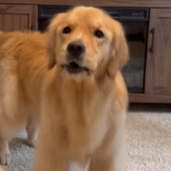 El Golden Retriever que derrite a su dueño cada vez que le pide comida: “La mejor llamada que he escuchado”