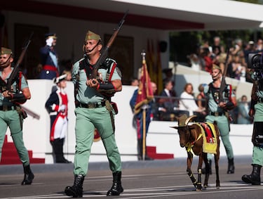 La cabra es la mascota más popular de La Legión y uno de sus símbolos más reconocidos. Su presencia en desfiles y actos públicos refleja el carácter cercano, tradicional y singular de una unidad con identidad propia.