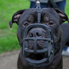 ¿Qué seguro necesita tu perro si es considerado raza peligrosa en USA?