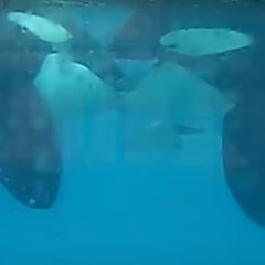 Inédito vídeo de dos orcas salvajes besándose