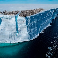 Este estudio revela el importante papel de los pingüinos en la creación de las nubes