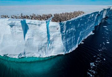 Un pequeño pingüino emperador salta desde un acantilidao en la Antártida para pegarse un baño. Normalmente se encuentran en zonas de hielo más bajas, pero últimamente se han encontrado colonias en plataformas más altas y permanentes, cosa que será cada vez más común debido al cambio climático.