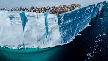 Un pequeño pingüino emperador salta desde un acantilidao en la Antártida para pegarse un baño. Normalmente se encuentran en zonas de hielo más bajas, pero últimamente se han encontrado colonias en plataformas más altas y permanentes, cosa que será cada vez más común debido al cambio climático.