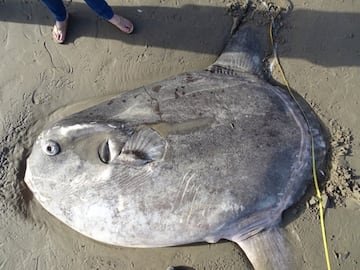 El hallazgo de un pez luna gigante en el hemisferio norte desconcierta a los científicos