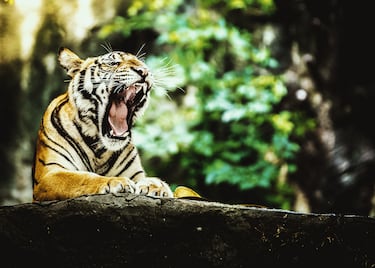 El tigre de Bengala (Panthera tigris tigris) es una subespecie de tigre que habita en la India, Nepal, Bangladés, Bután, Birmania y Tíbet. Su pelaje, normalmente, es de color naranja o leonado. El peso depende de la región; algunos tigres están por debajo de los 100 kg mientras que otros llegan a los 230 kg en el caso de los machos.
