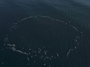 Más de 500 surfistas participaron en el homenaje.