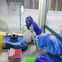 Chilenos desarrollan Inteligencia Artificial para detectar Covid 19 con radiografías