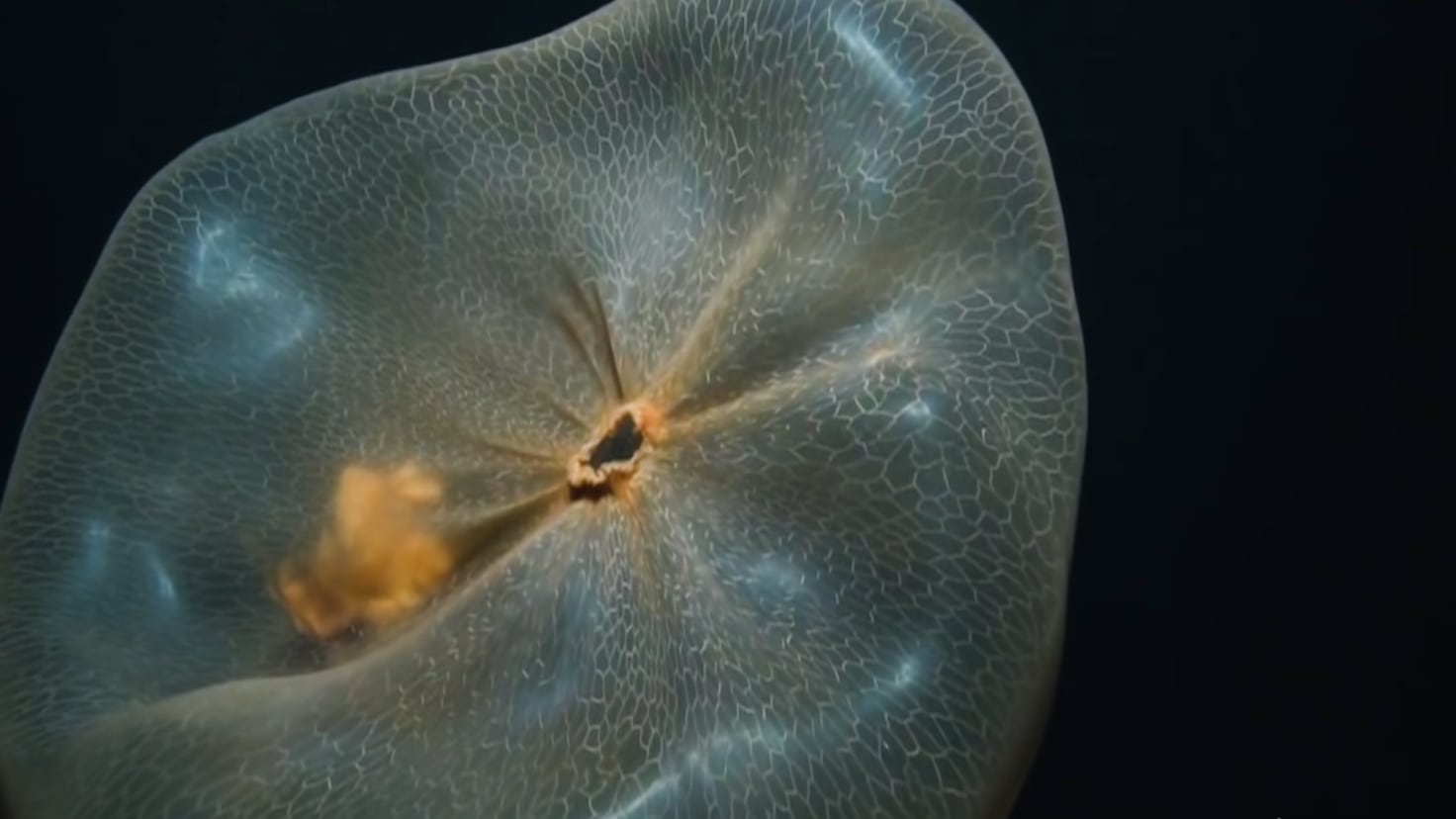 Qué es la Deepstaria enigmática, el depredador con forma de bolsa de ...