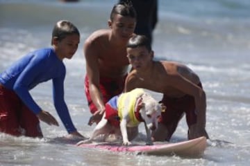 Surf Dog Contest en California.