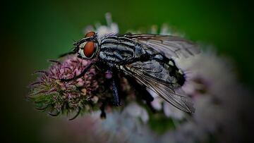 La mosca negra invade Madrid: se colapsan las urgencias por la picadura