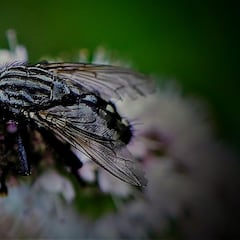 La nueva forma de ataque de Estados Unidos: así libera millones de moscas sobre Panamá con esta frecuencia