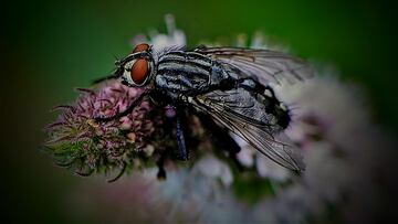 La mosca negra invade Madrid: se colapsan las urgencias por la picadura