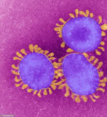Los datos que debes conocer sobre el coronavirus