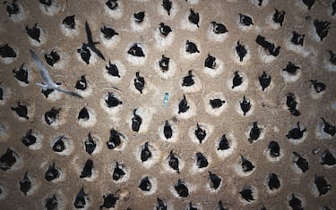 Una botella de plástico reposa entre la mayor colonia de cormoranes imperiales, 100 kilómetros al sur de Puerto Madryn, Argentina. "Estaba en esta parte del mundo por temas de inestigación", explica Andrea Benvenuti, que tomó la imagen con un dron destinado a crear modelos 3D de la colonia para estudiar su morfología. 