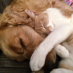 This is the ultimate trick to help your dog and cat get along from day one