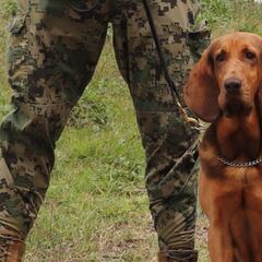 “Max”: ¿Quién es el perro que ayudó a la captura de Caro Quintero?