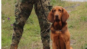 “Max”: ¿Quién es el perro que ayudó a la captura de Caro Quintero?