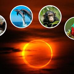 Eclipse Solar 2023: ¿cuál es la reacción y cómo afecta al comportamiento de aves, delfines o chimpancés?