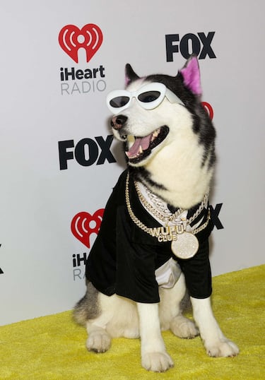 Swaggy Wolfdog, el perro de raza husky, estrella de Tik Tok.