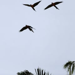 Bono de la Misión José Gregorio Hernández: cómo se solicita