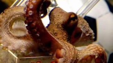 El pulpo Paul, protagonista de un thriller chino