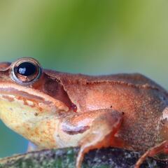 Descubren una ‘rana zombie’ que sólo se ve cuando llueve
