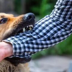 Alerta en México por primer caso de rabia en joven de 17 años con residencia en Zacatecas: síntomas y recomendaciones